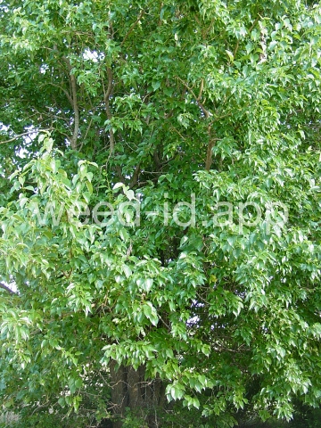 Osage-orange